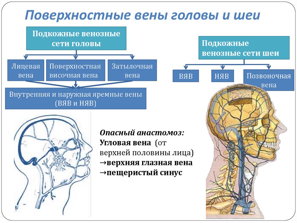 Вены головного мозга схема