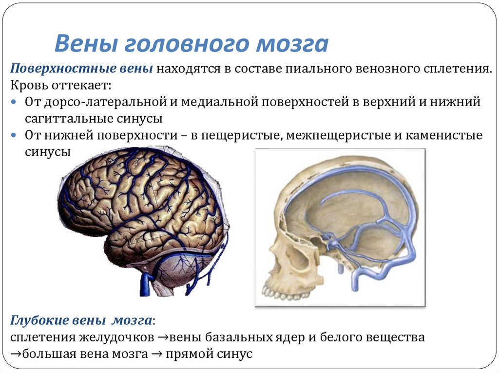 Вены головного мозга