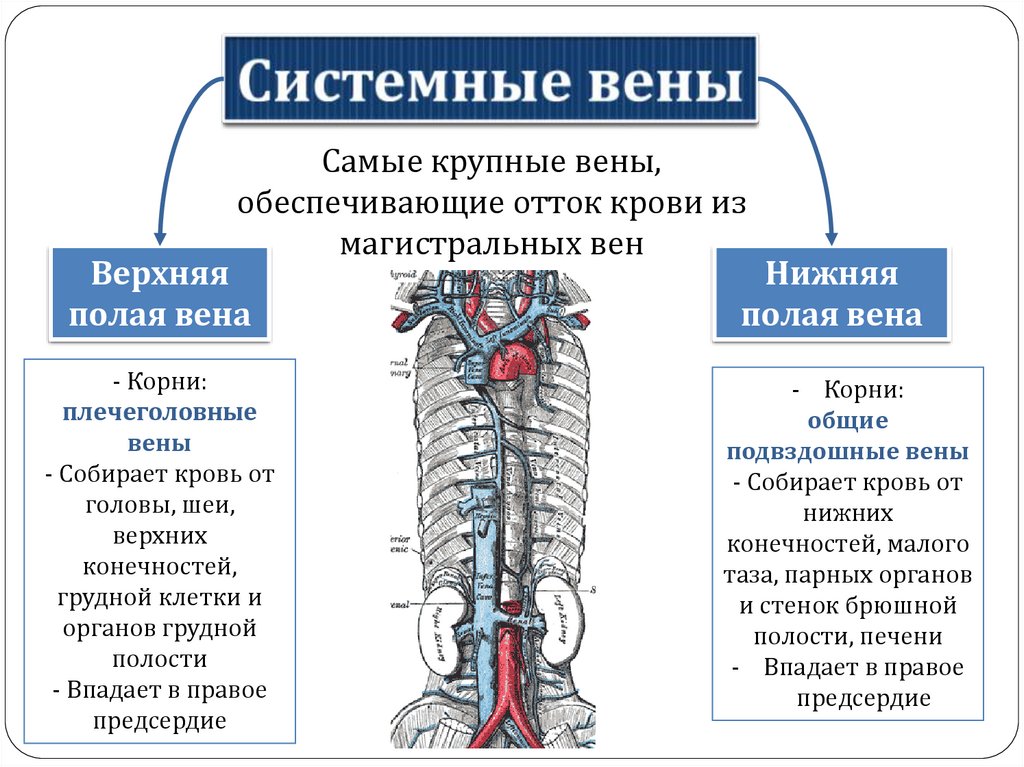 Вены характеризуются. Особенности строения вен. Общий план строения венозной системы. Строение венозной системы системы. Общая анатомия венозной системы.