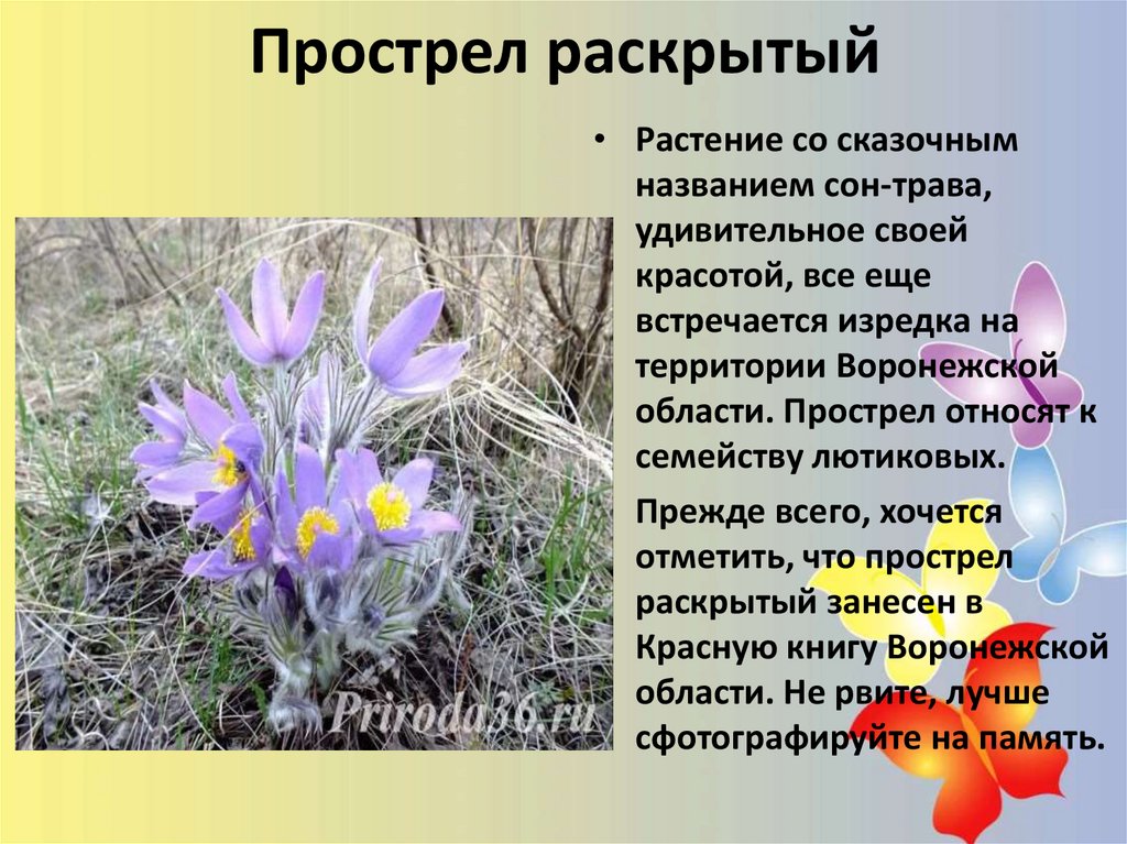 Первоцветы красноярского края фото и описание