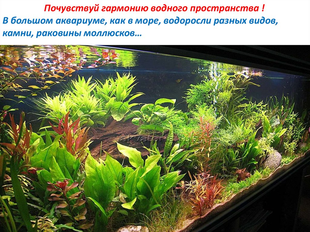 Почувствуй гармонию водного пространства ! В большом аквариуме, как в море, водоросли разных видов, камни, раковины моллюсков…