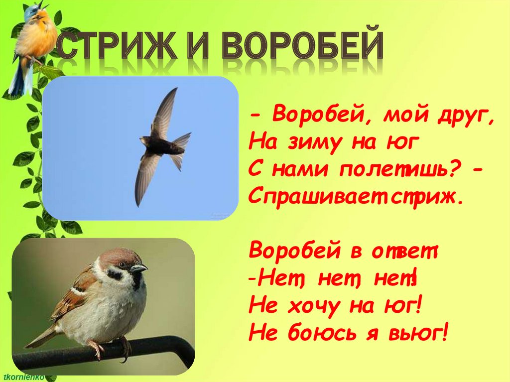 Стишки про воробьев. Стихотворение про стрижа. Загадка про стрижа. Стриж и Воробей. Стриж стихи для детей.