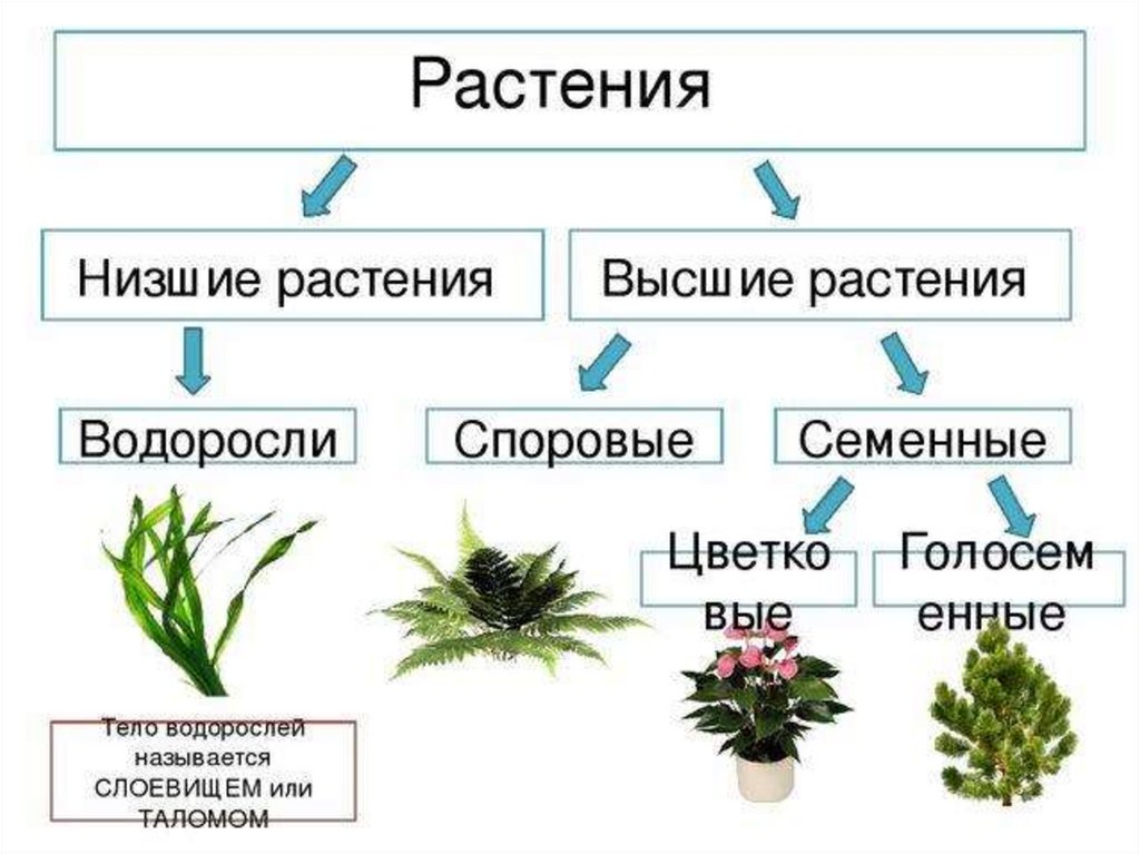 Отделы растений схема