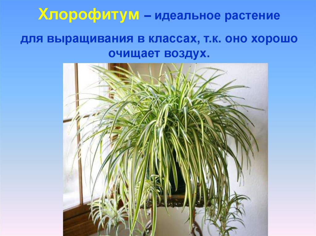 Хлорофитум польза. Растение хлорофитум. Хлорофитум цветонос. Цветок очищающий воздух хлорофитум. Хлорофитум цветок комнатный Родина.