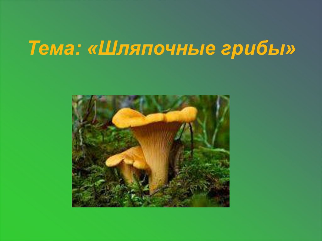 Мхи шляпочные грибы. Интересные факты о шляпочных грибах. Шляпочные грибы интересно для детей. Шляпочные грибы тетрадь по биологии. Презентация любого шляпочного гриба.