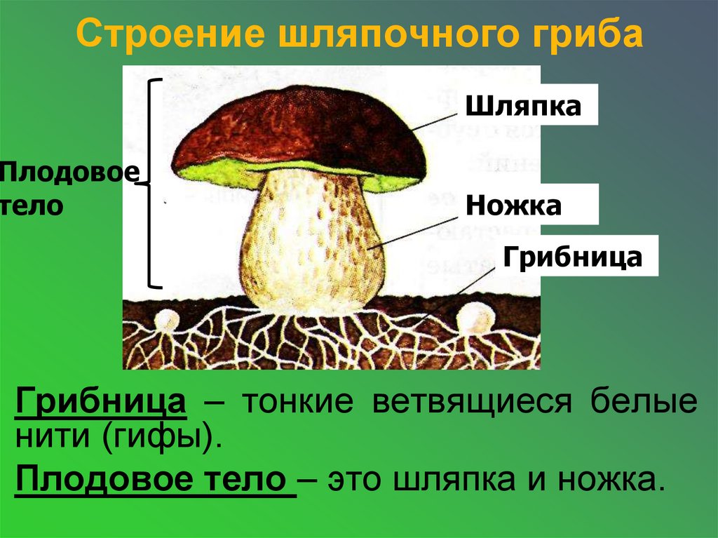 Шляпочный гриб рисунок