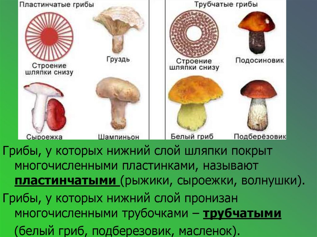 Какие грибы относятся к пластинчатым