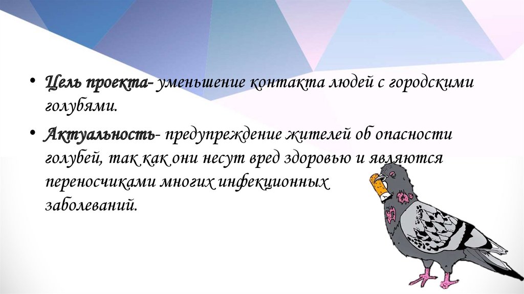 Голуби переносчики. Голубей опасны для человека. Болезни переносимые голубями. Голуби опасны для человека. Птицы переносчики заболеваний.