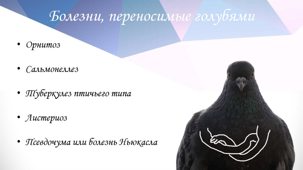 Болезни, переносимые голубями