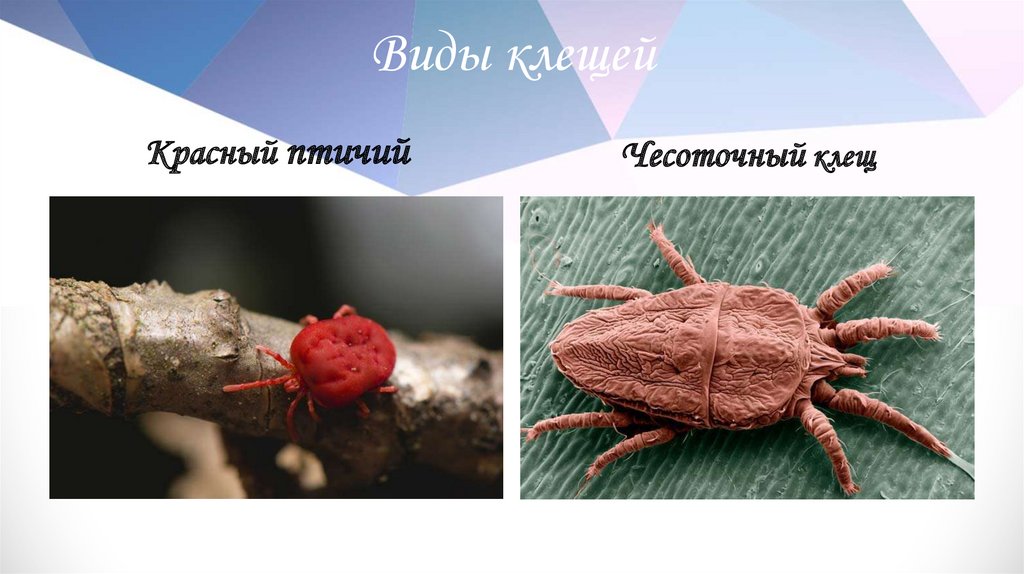 Виды клещей