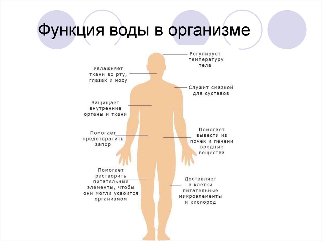 Дополните схему функции воды в организме человека