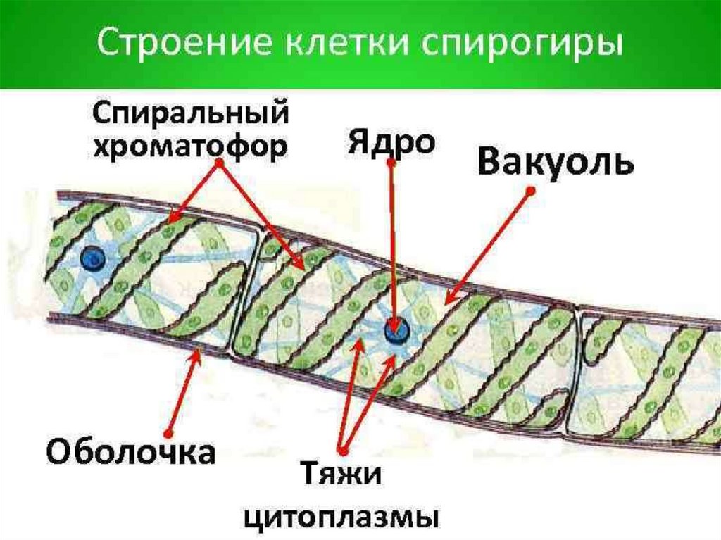 Цианобактерии имеют спиралевидный хроматофор. Спирогира водоросль строение. Основные элементы строения спирогиры. Спирогира строение рисунок. Строение спирогиры под микроскопом.