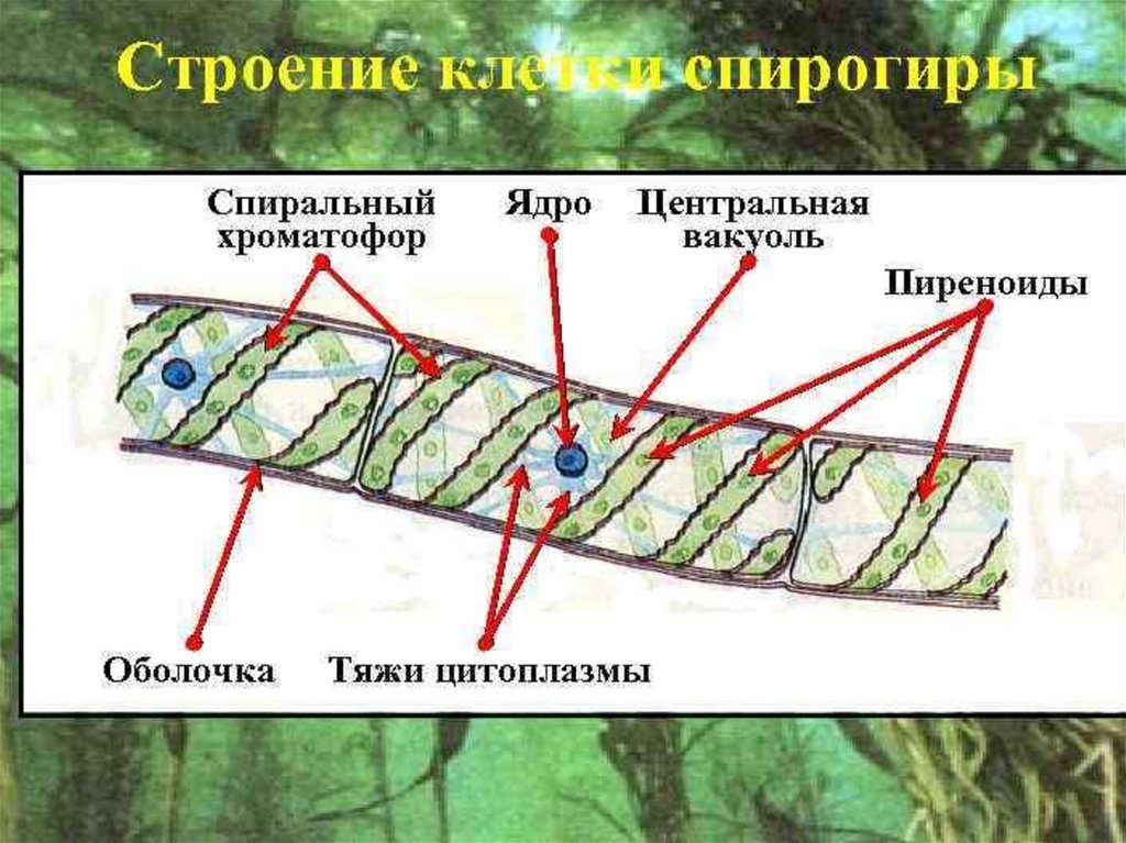 К какому относится спирогира. Строение клетки спирогиры. Спирогира строение. Конъюгация спирогиры. Спирогира среда обитания.