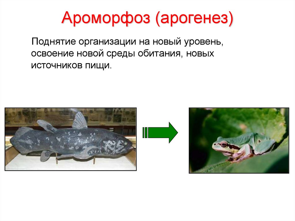 Крот ароморфоз. Арогенез и ароморфозы. Арогенез примеры. Арогенез аллогенез катагенез. Ароморфозы обезьян.