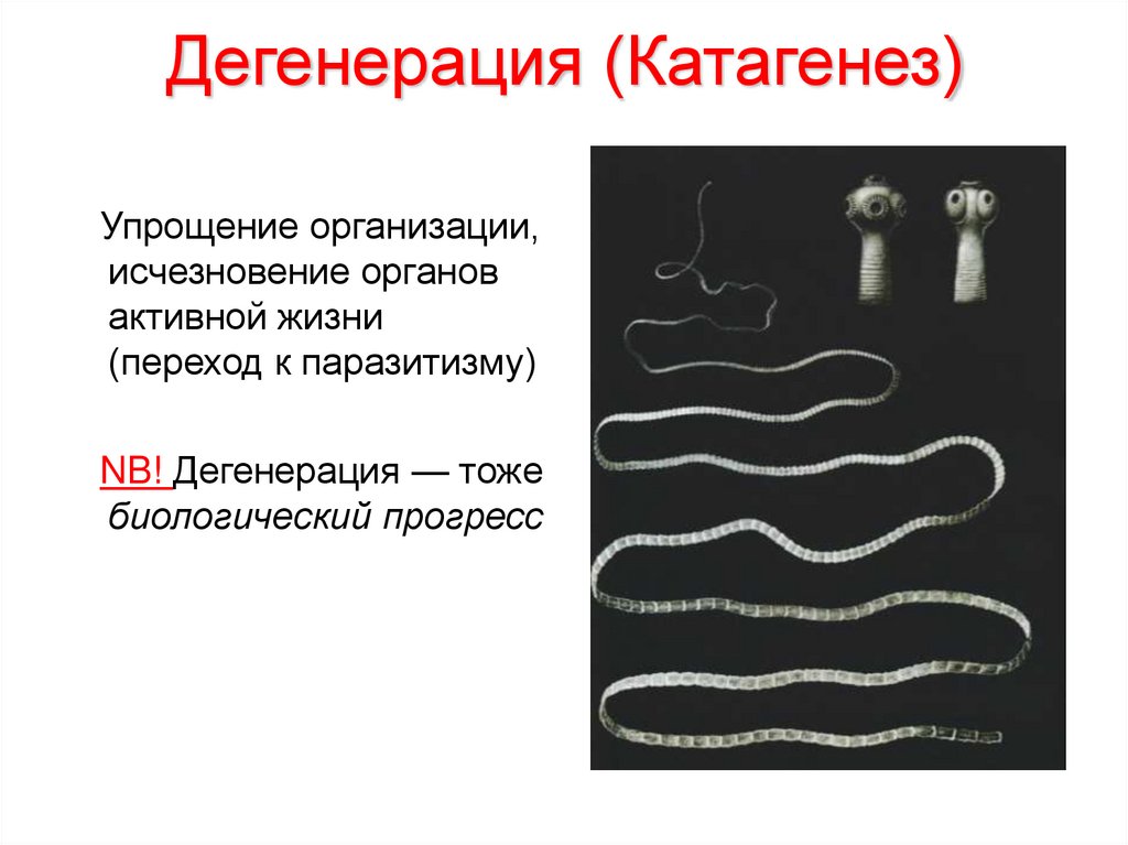 Катагенез. Дегенерация человека. Общая дегенерация это в биологии. Дегенерация круглых червей. Дегенерация ДНК.