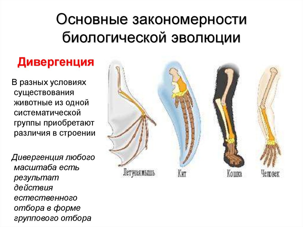 Примеры сравнительно анатомических. Основные закономерности биологической эволюции. Сравнительно-анатомические доказательства макроэволюции. Морфологические закономерности биологической эволюции. Основные закономерности эволюции кратко.