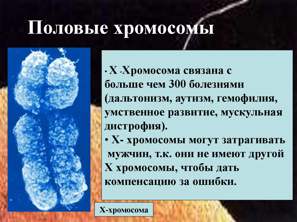 Половый хромосомы. Половые хромосомы. Половые хромосомы наследование пола. Морфология половых хромосом. Генетика пола половые хромосомы.