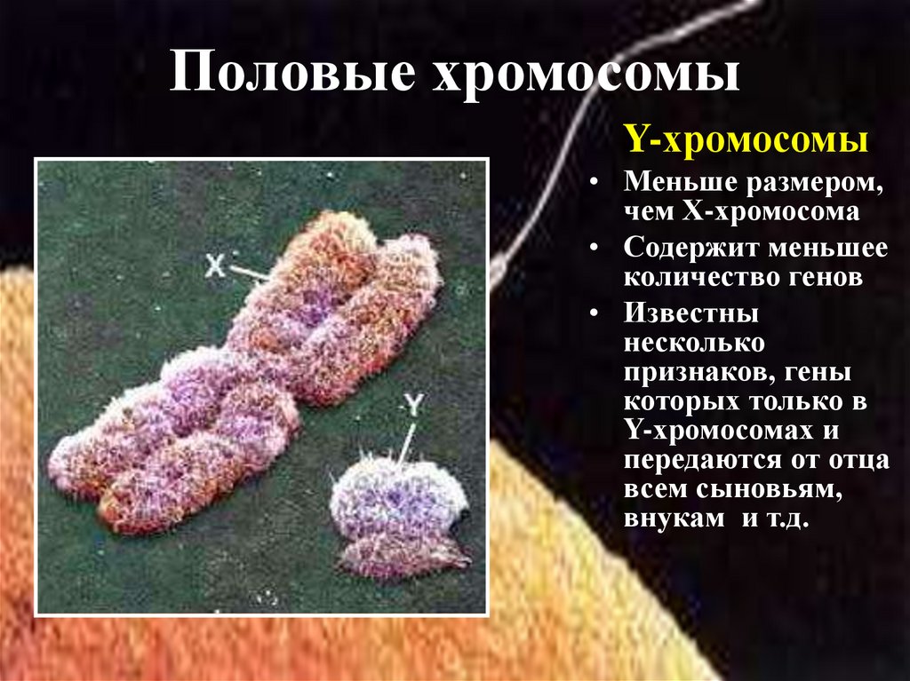 1 половая хромосома. Половые хромосомы. Х хромосома. Генетика пола половые хромосомы. Генетическая структура половых хромосом.