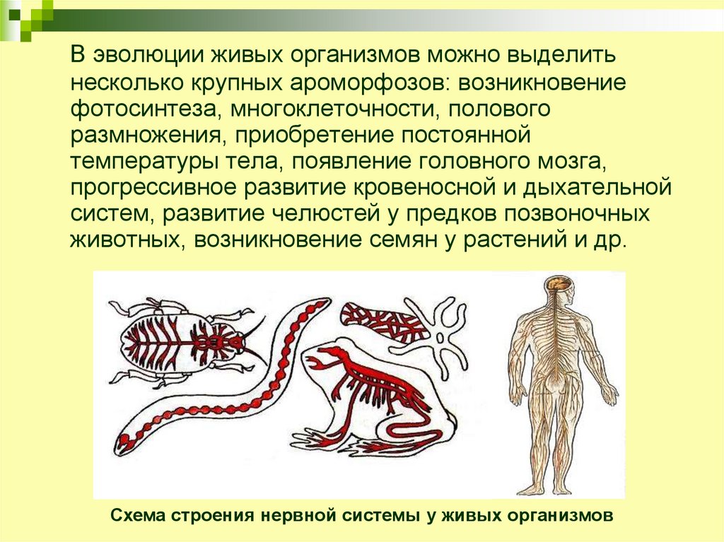 Принципы эволюции живых организмов презентация