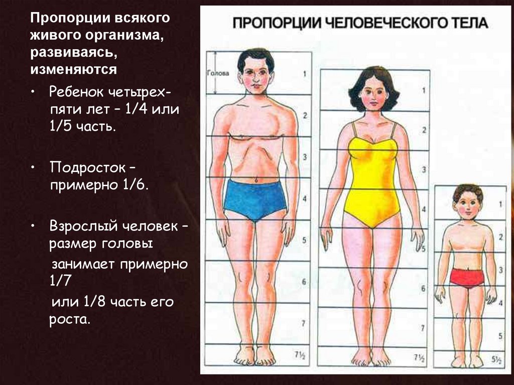 Пропорции 32