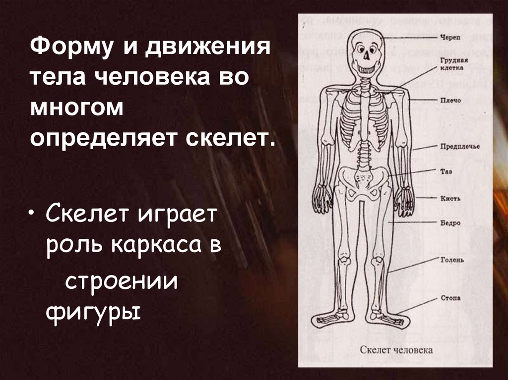 Форму и движения тела во многом определяет скелет. Образец тело человека. Пропорции и строение фигуры человека. Какую роль играет скелет человека.