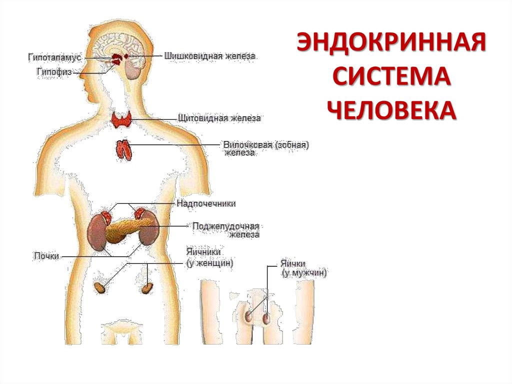 Рисунок эндокринной системы человека