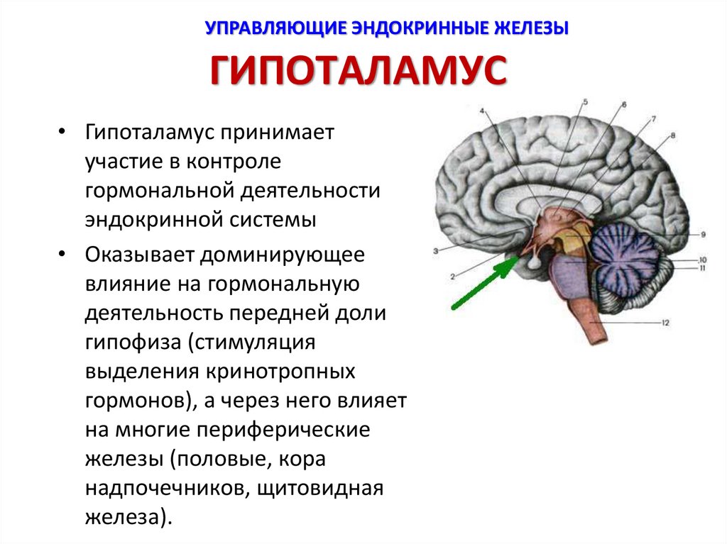 Гормоны периферических эндокринных желез