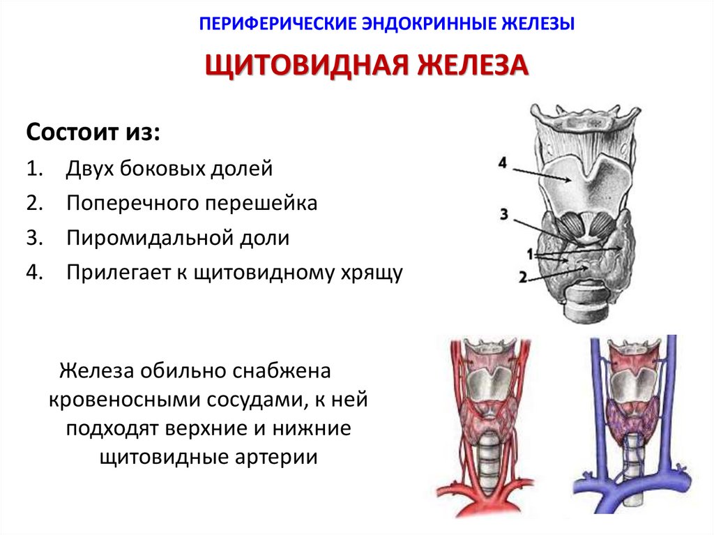 Гормоны периферических эндокринных желез