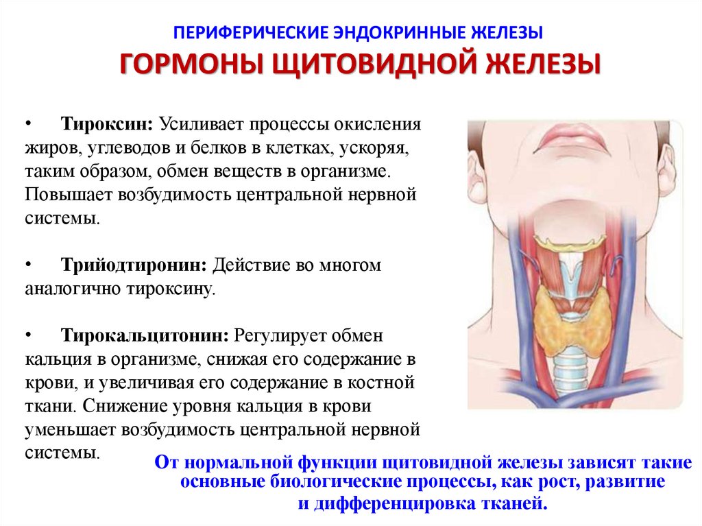 Железы внутренней секреции презентация 8