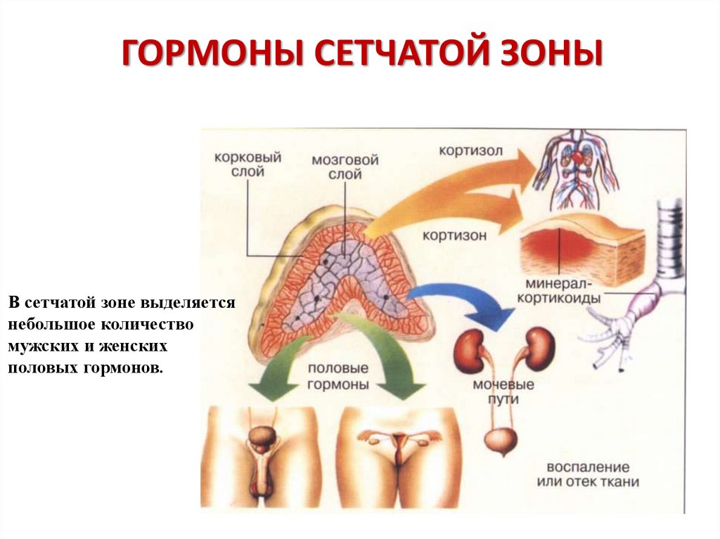 Тканевые гормоны презентация