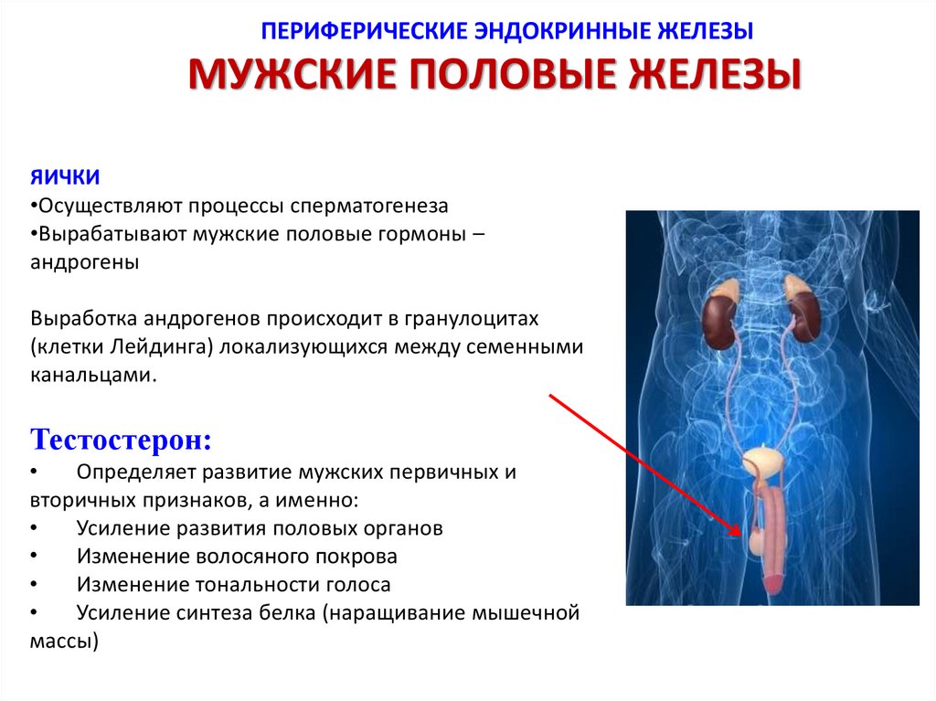 Тканевые гормоны презентация