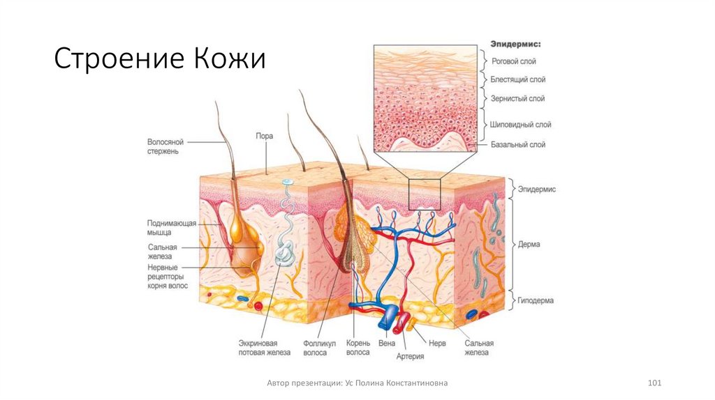 Строение Кожи