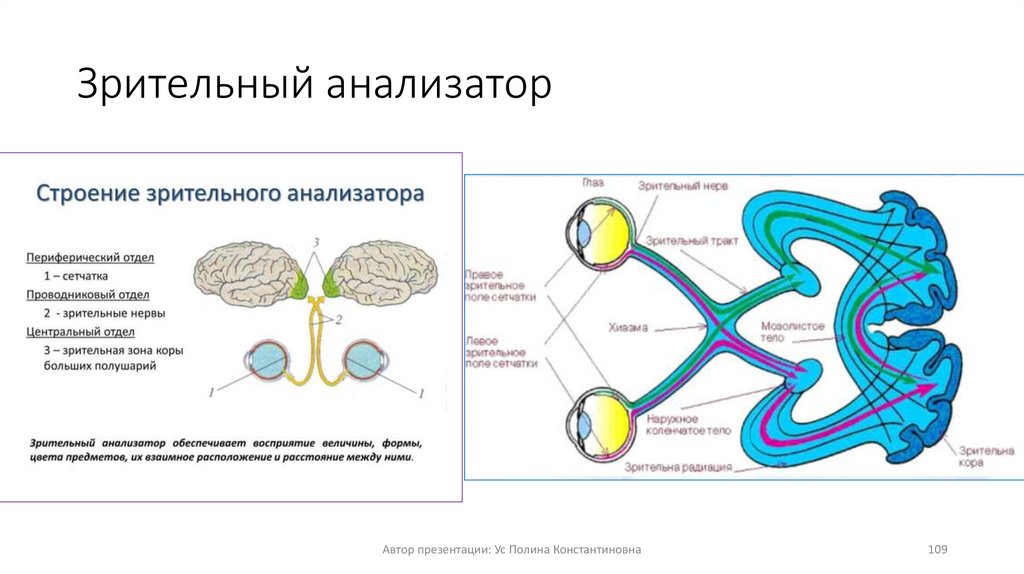 Зрительный анализатор