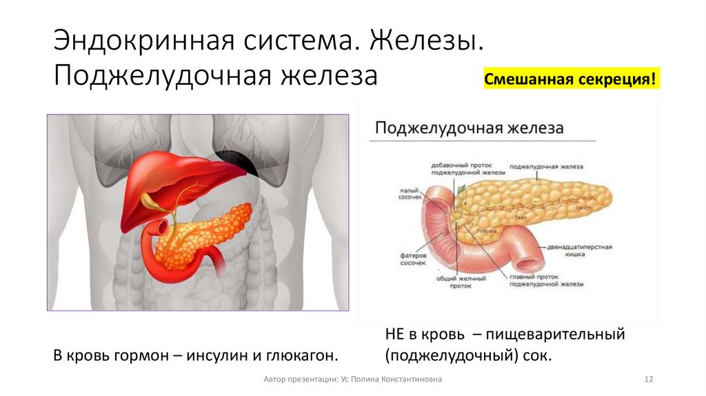 Эндокринная система. Железы. Поджелудочная железа