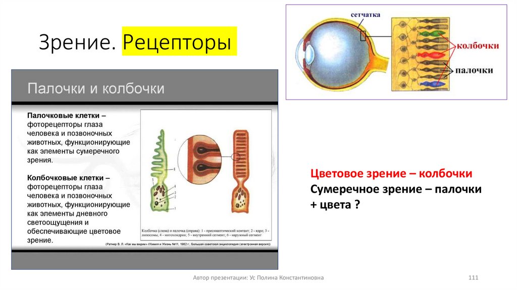 Зрение. Рецепторы