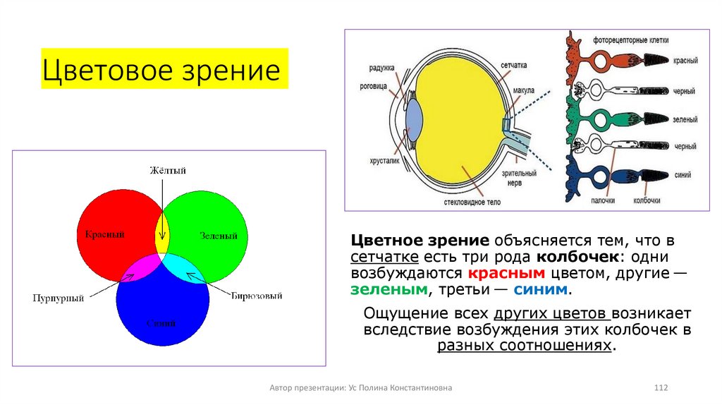 Цветовое зрение