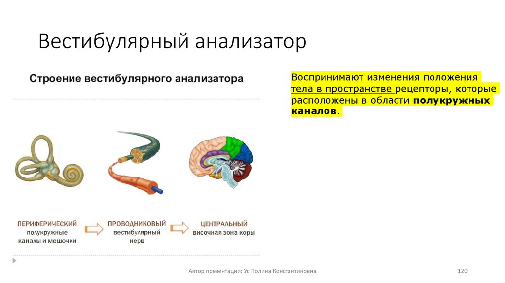 Вестибулярный анализатор