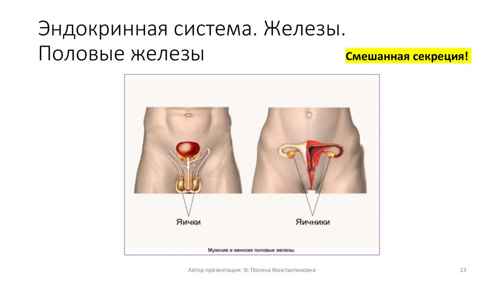 Эндокринная система. Железы. Половые железы
