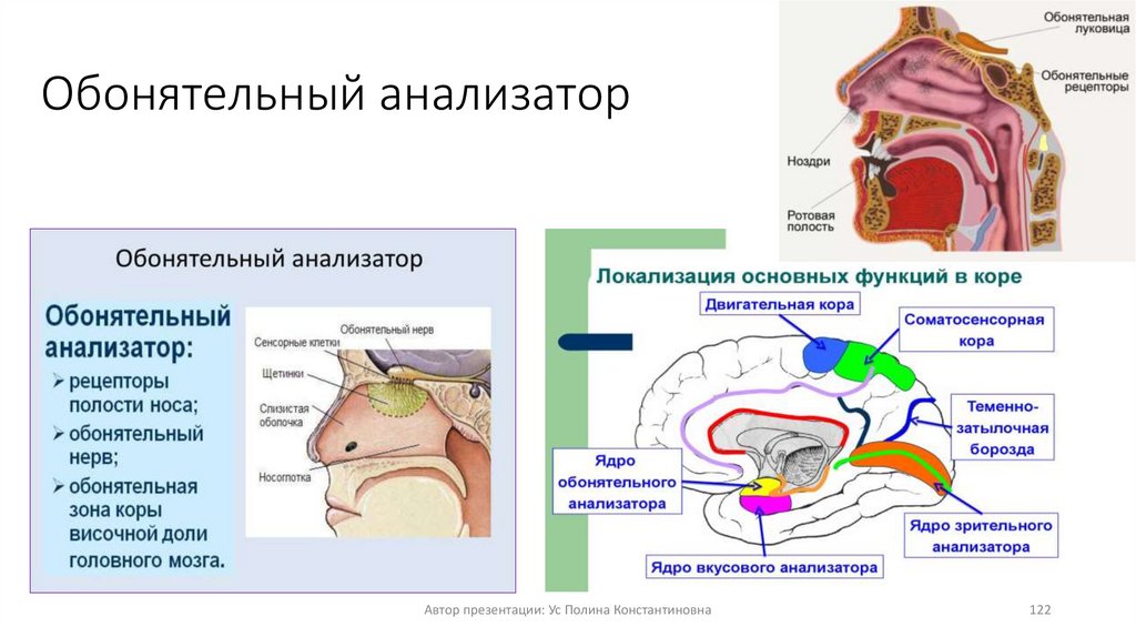 Обонятельный анализатор