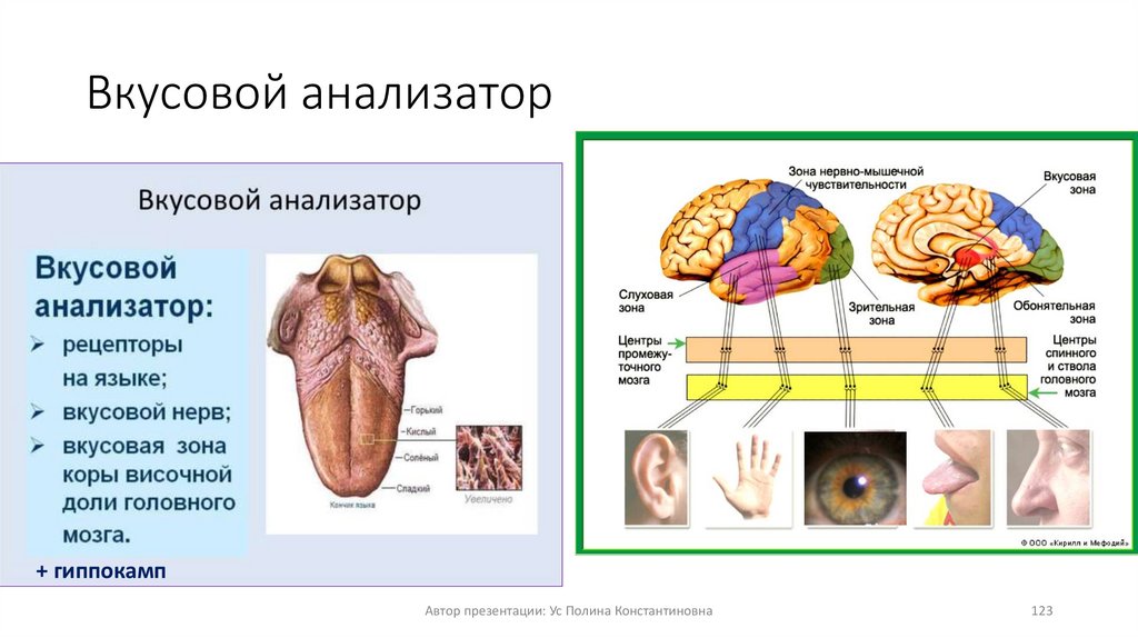 Вкусовой анализатор