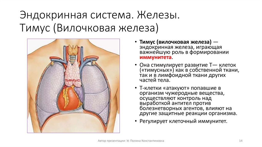 Вилочковая железа тимус регулирует