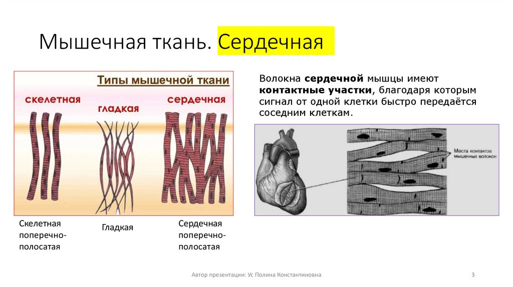 Мышечная ткань. Сердечная