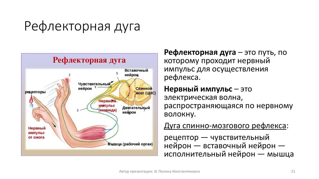 Рефлекторная дуга