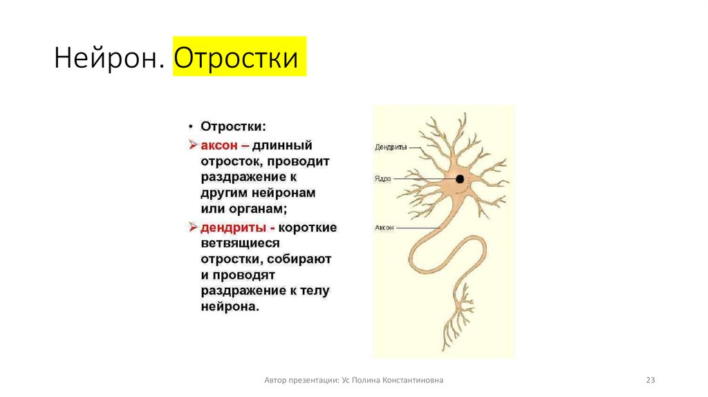Нейрон. Отростки