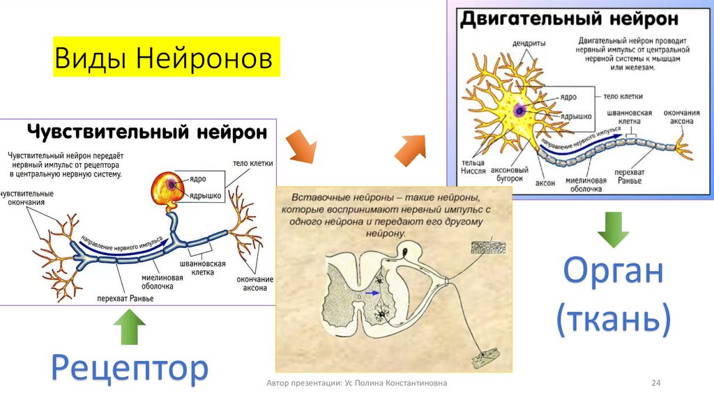 Виды Нейронов