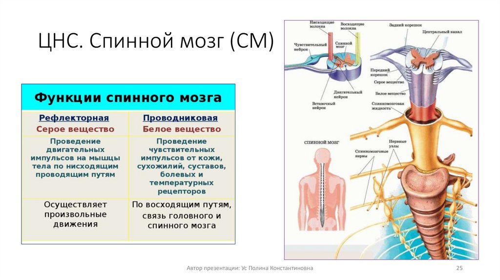 Нервная цепочка на спинной стороне тела