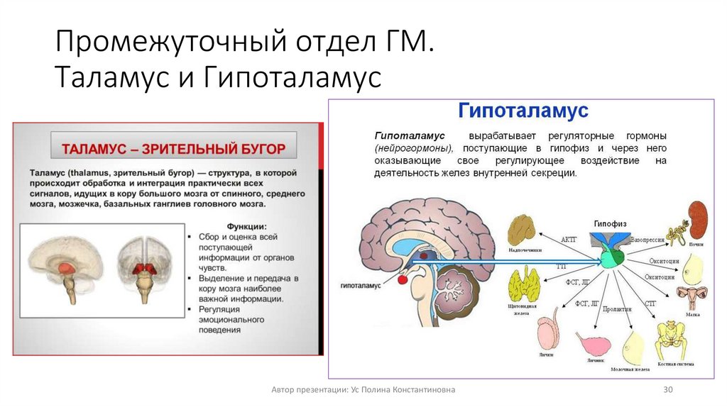 Промежуточный отдел ГМ. Таламус и Гипоталамус