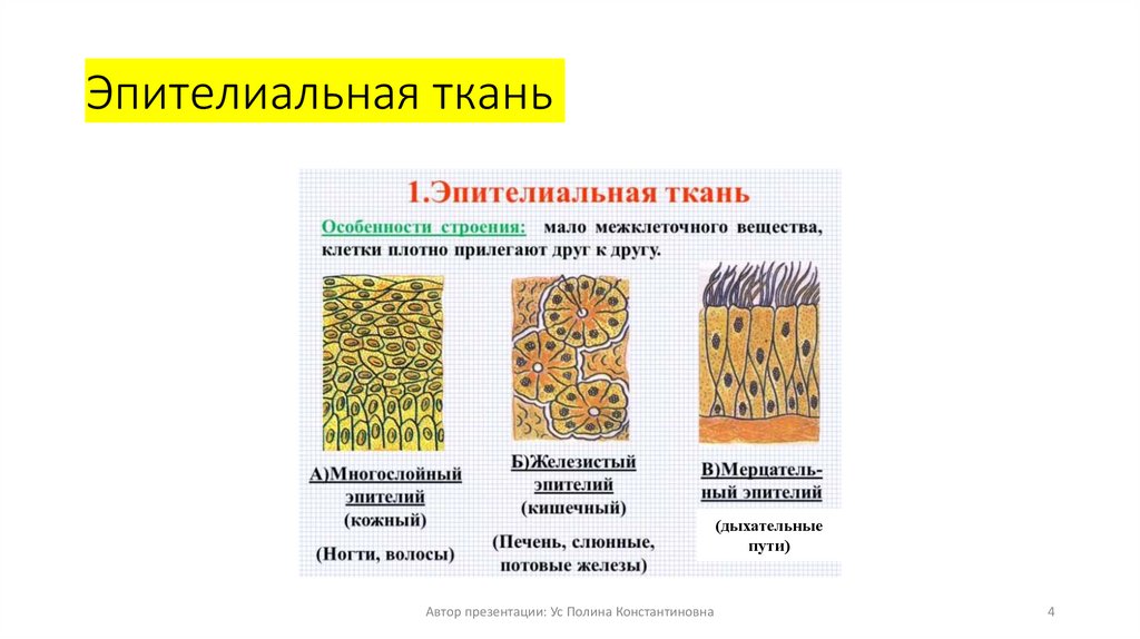 Эпителиальная ткань