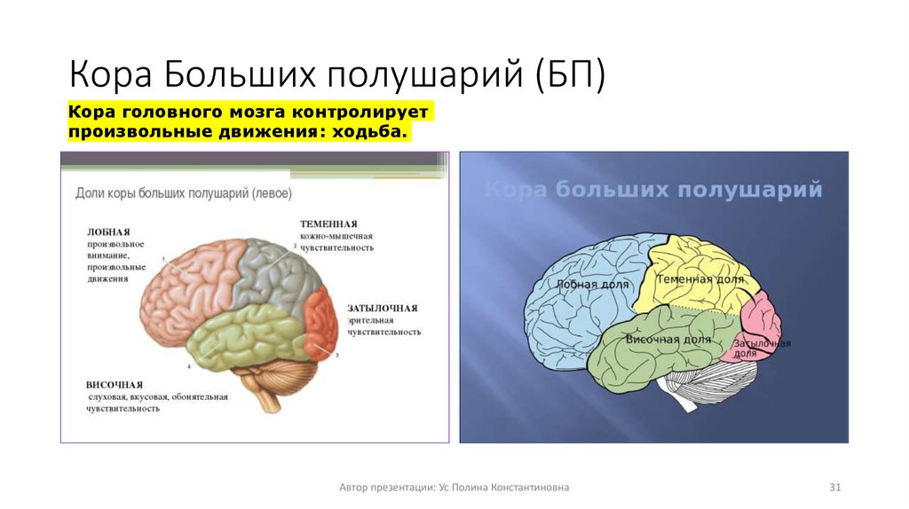 Кора Больших полушарий (БП)