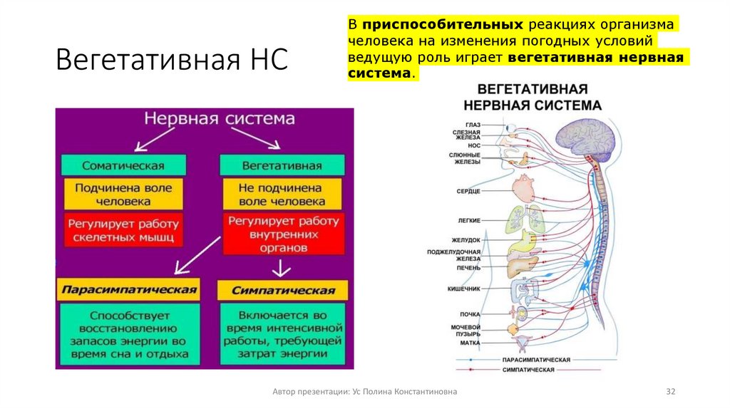 Вегетативная НС